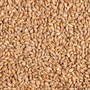 Солод Chateau Wheat Blanc (пшеничный) 3,6 EBC - фото 7108